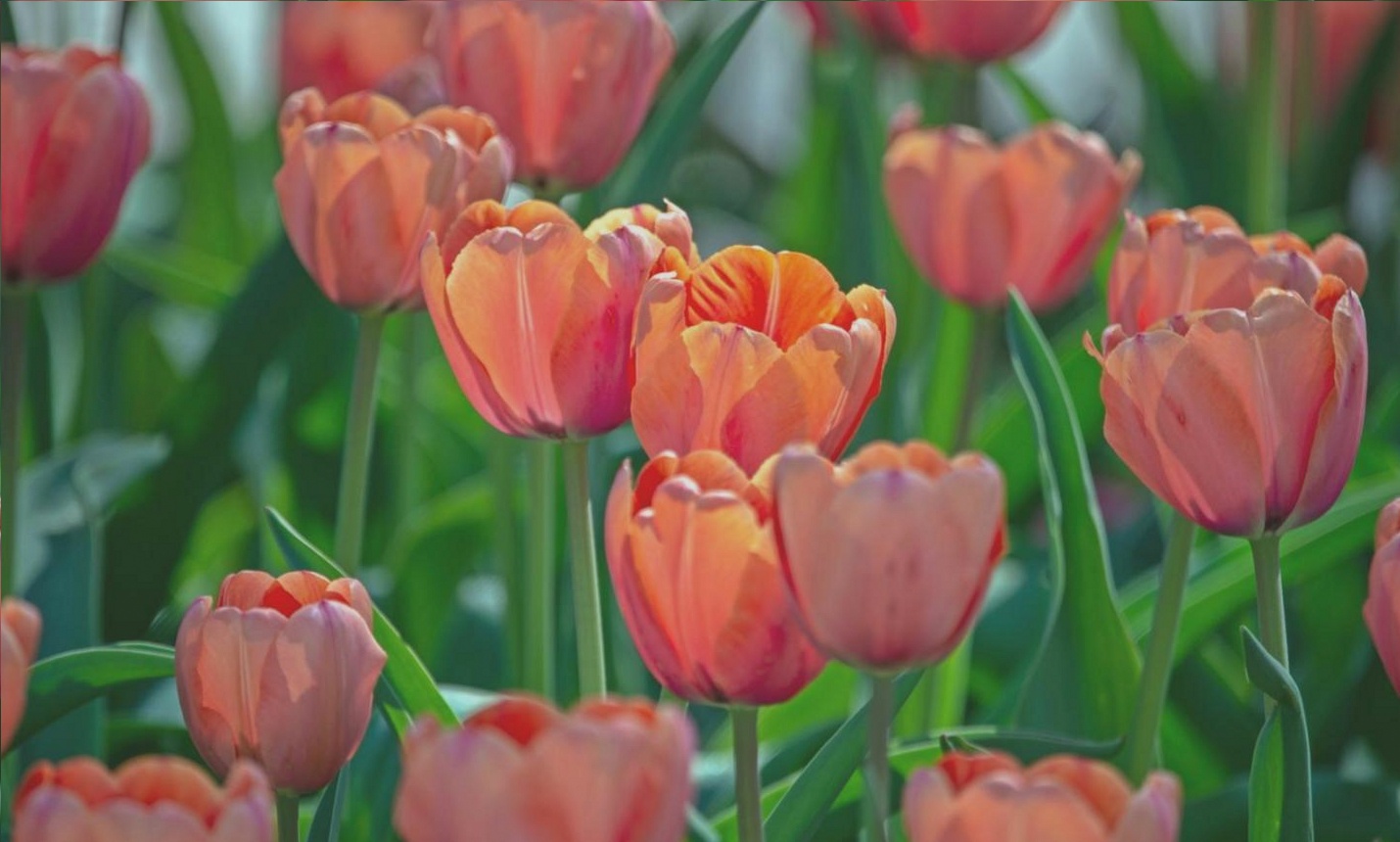 Floral arrangement process showing professional techniques