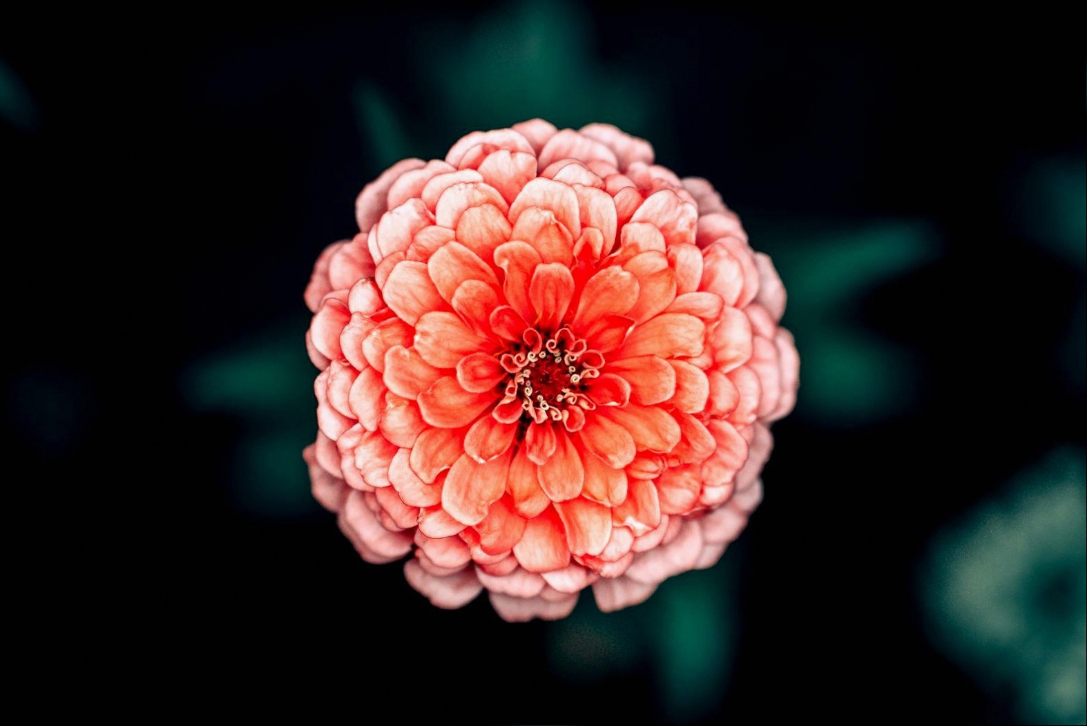 Corporate Floral Accounts: Recurring Revenue for Florists